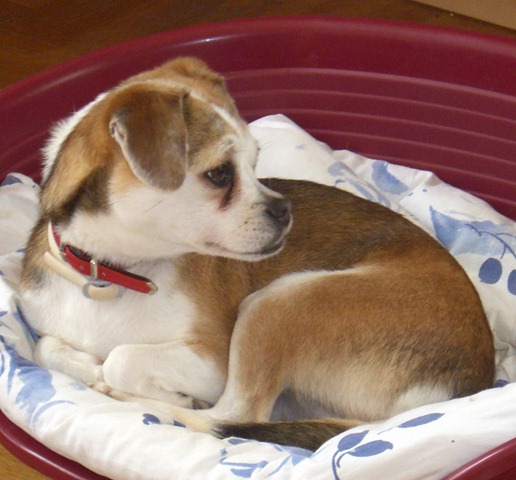 2007 03 18 CIMG2025_2