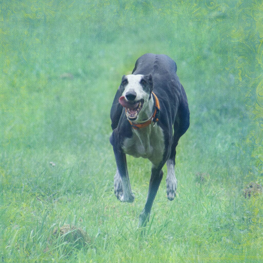 Rennen