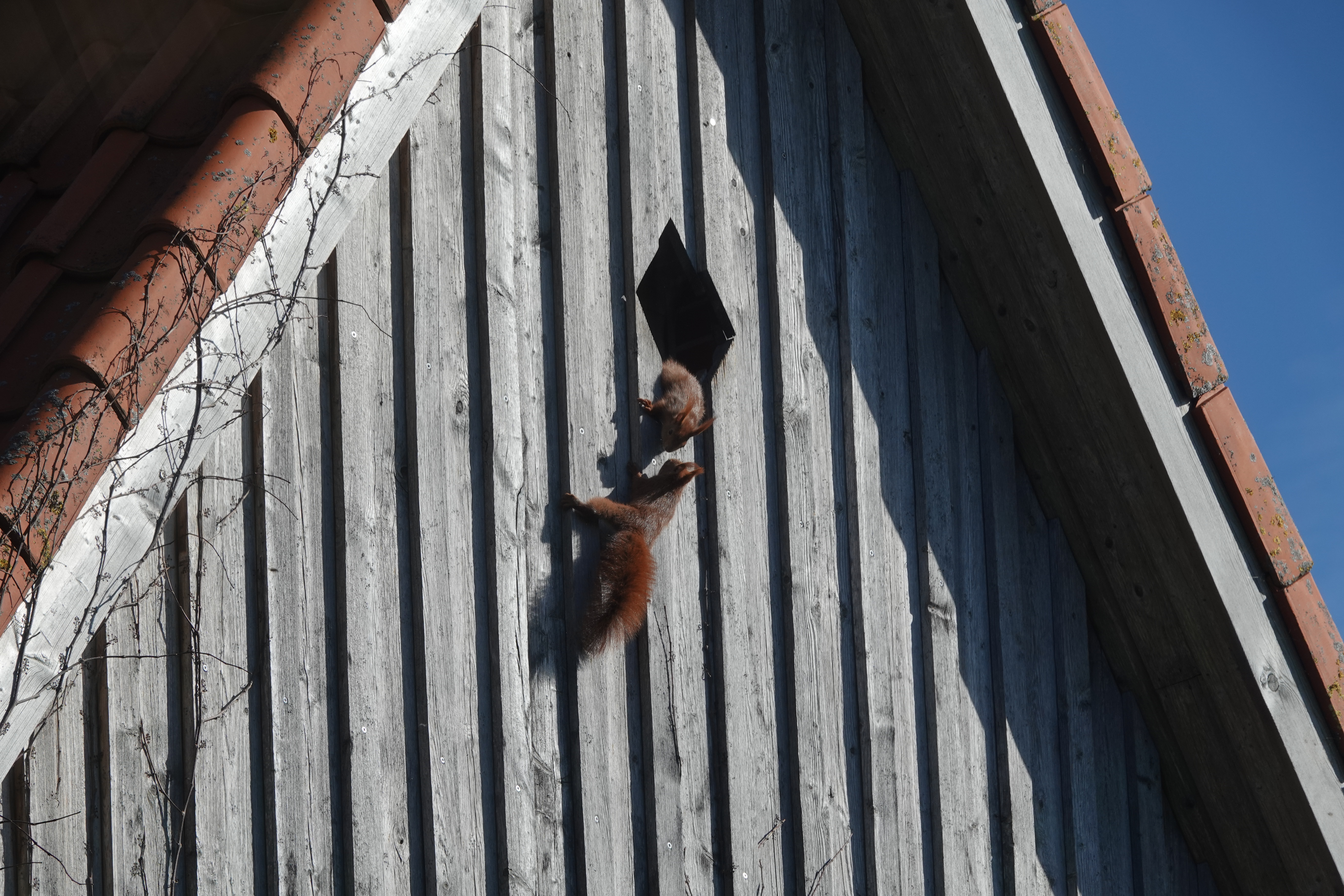 Zwei Eichhörnchen klettern im Hausgiebel