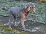 2011 01 28 161340 dsc 0213 crop