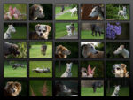 Collage 20120704 abends export