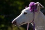 20120923 160236 2 export