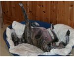 Sunny 2004 blaustern