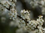 Schwarzdorn (oder evtl. auch weißdorn) im frühling