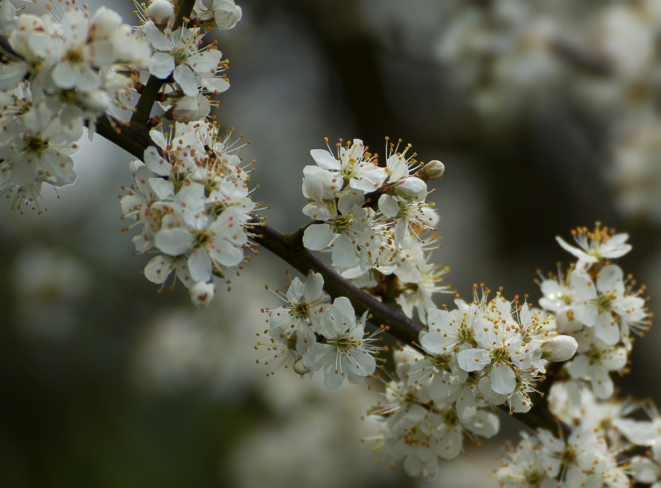 Schwarzdorn (oder evtl. auch Weißdorn) im Frühling