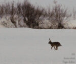 20130324 184303 Blaustern Export Nometa