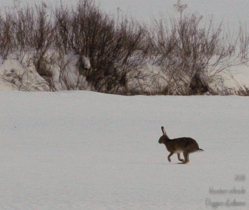 20130324-184303-Blaustern-Export-NoMeta