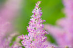 20130702 170852 slt a77v blaustern export nometa