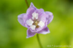 20130702 170941 slt a77v blaustern export nometa