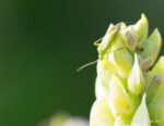 20130702 171500 slt a77v blaustern export nometa