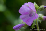 20130702 171800 slt a77v blaustern export nometa