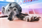 20150402 110818 fblogoschlabber.png