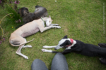 20150530 141209 fblogoschlabber