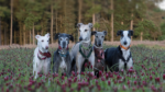 Die windhunde