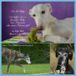 Dia del galgo