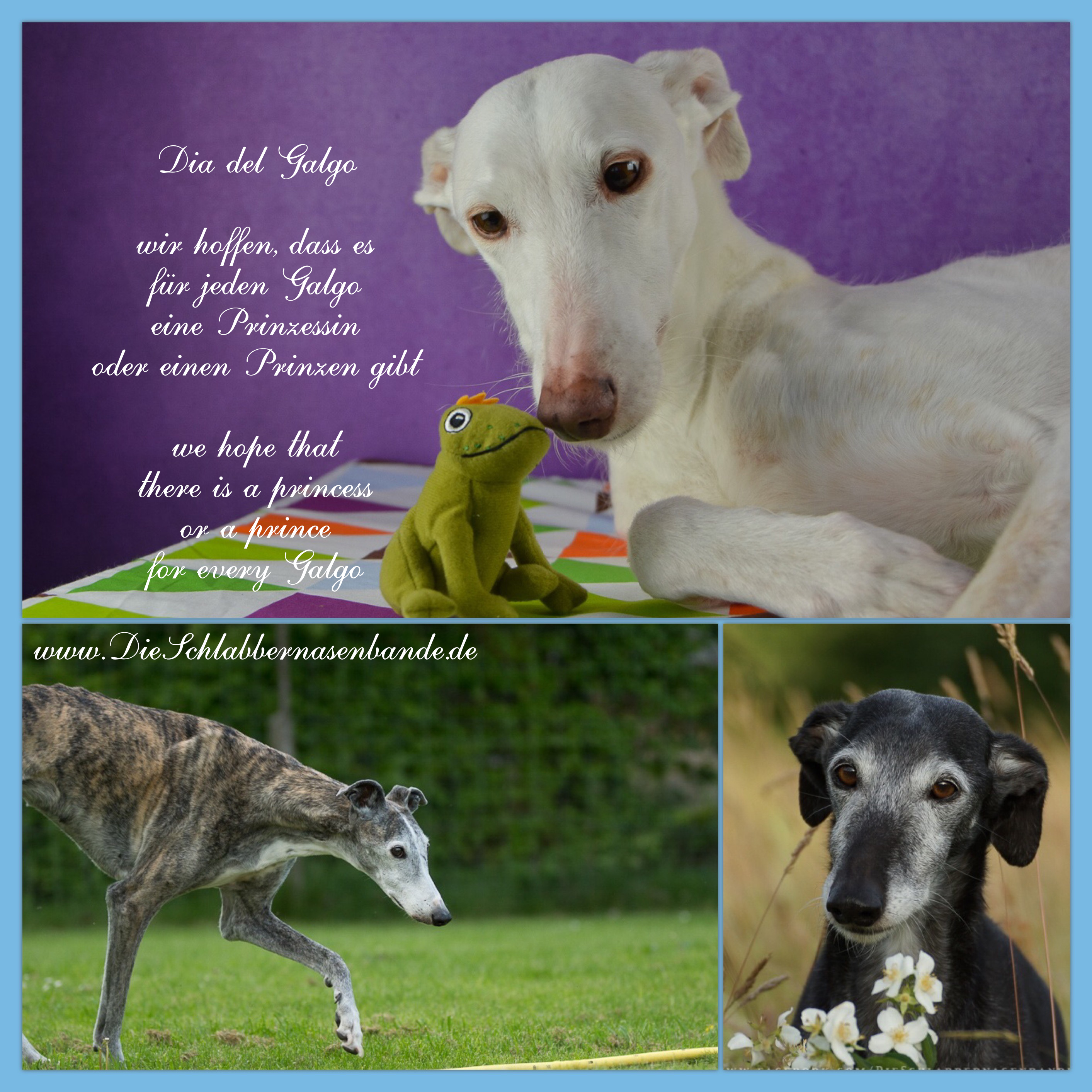 Dia del Galgo
