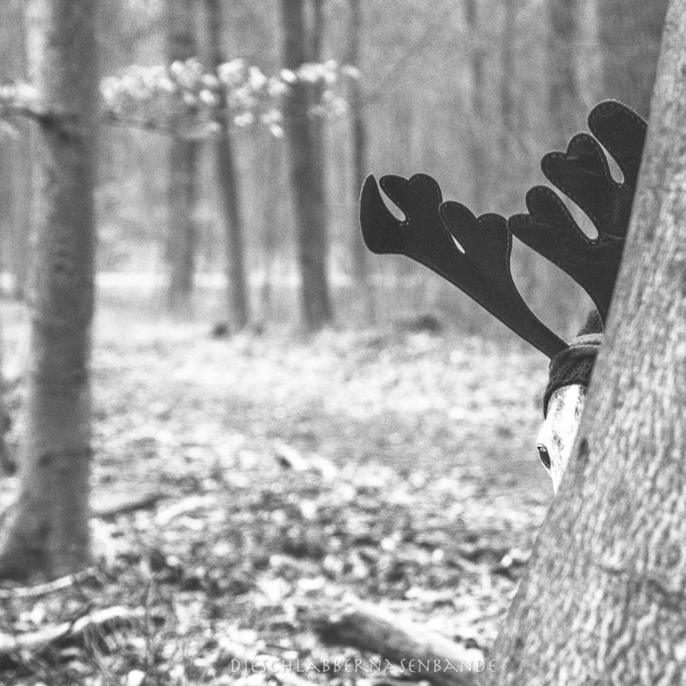 Hund mit Hirschgeweih hinter Baum mit einem Auge heraussschauend