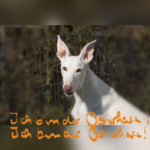 Ich bin der osterhase