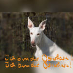 Ich Bin Der Osterhase