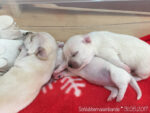 Schwesterchen ist ein tolles kissen