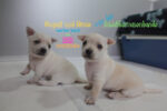 August und arnie