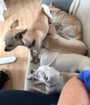 Chihuahuas ermattet
