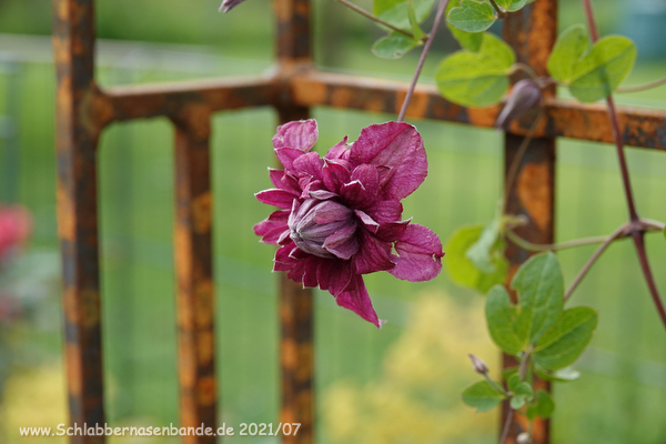 57+ Rankhilfe Für Clematis, Damit ein gutes wachstum gesichert ist,