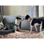 Elli und lykke