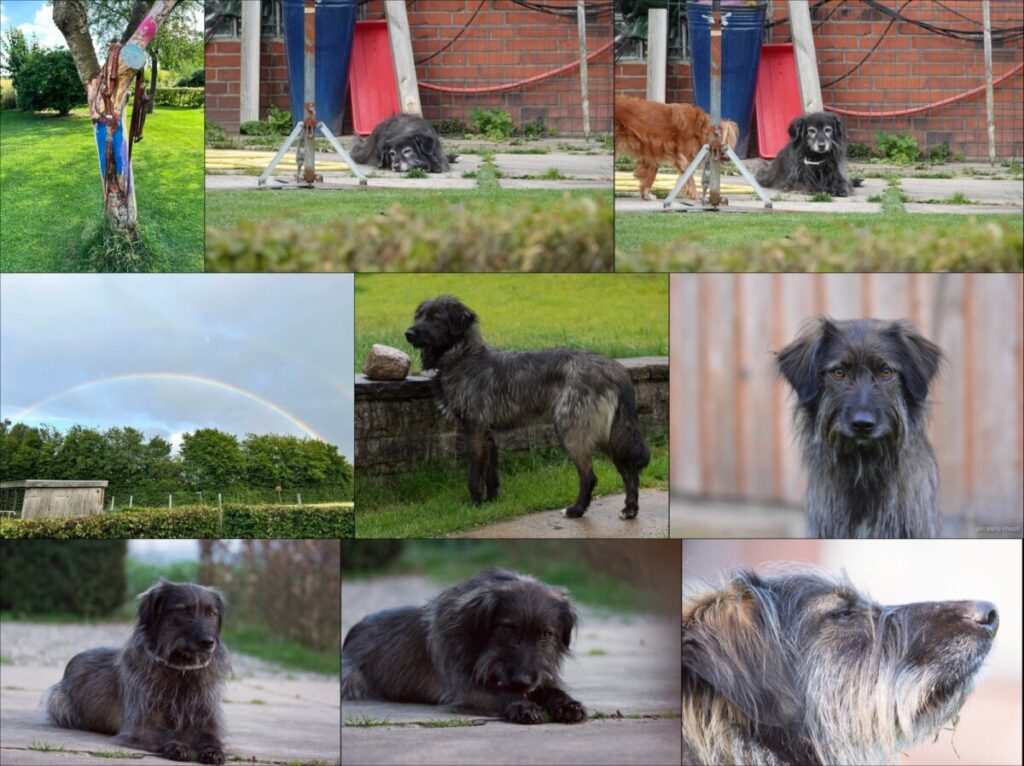 20240711 Strip Hunde Lisa
